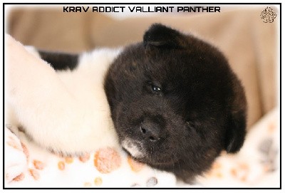 VALLIANT PANTHER