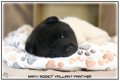 VALLIANT PANTHER