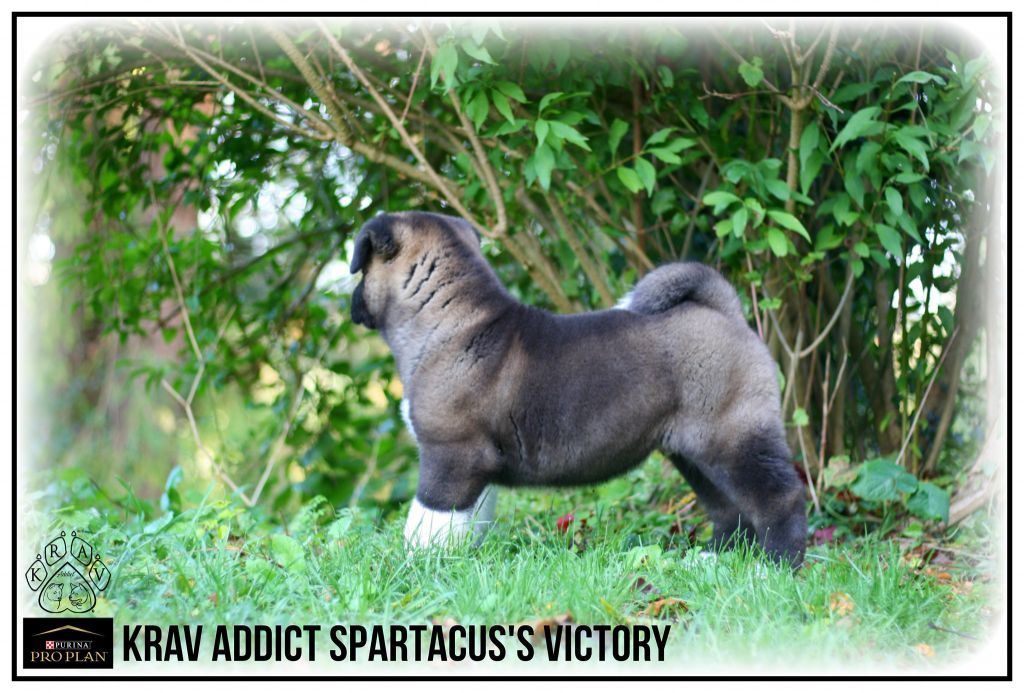 Krav Addict Spartacus' victory