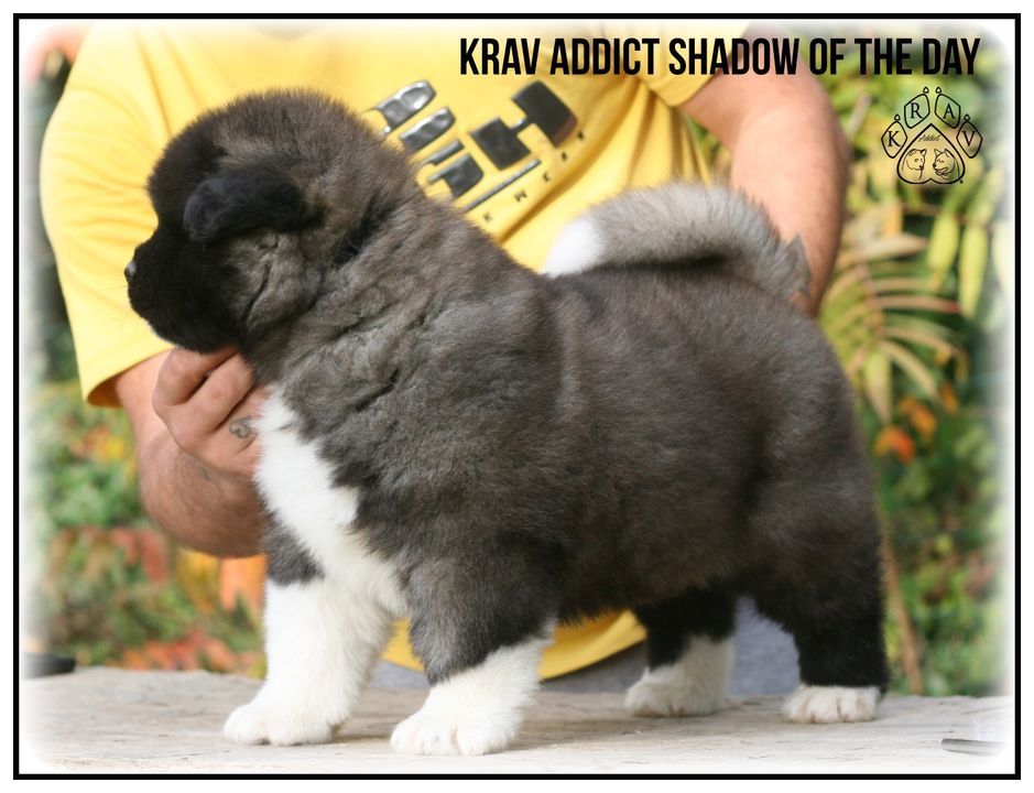 Krav Addict Shadow-of-the-day