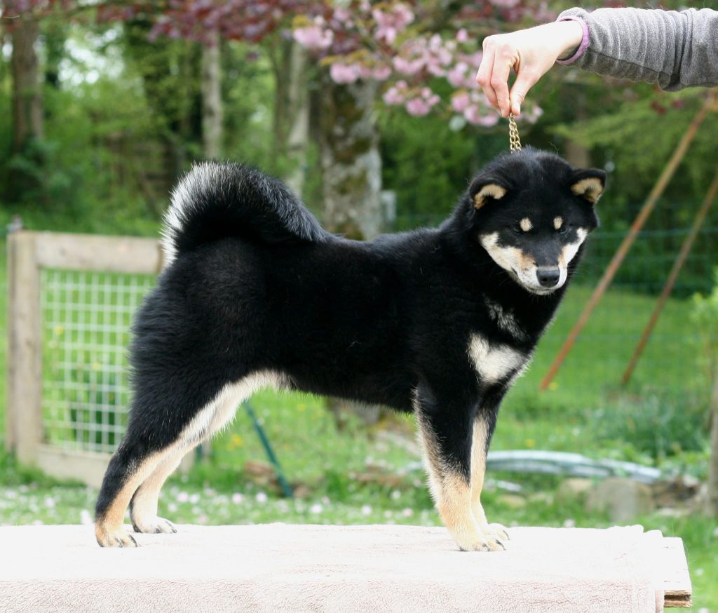 T'nakia Des Fideles Akita Ken