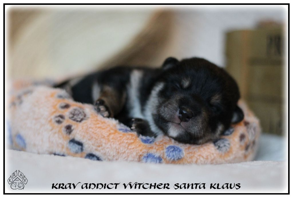 Krav Addict - Chiot disponible  - Shiba