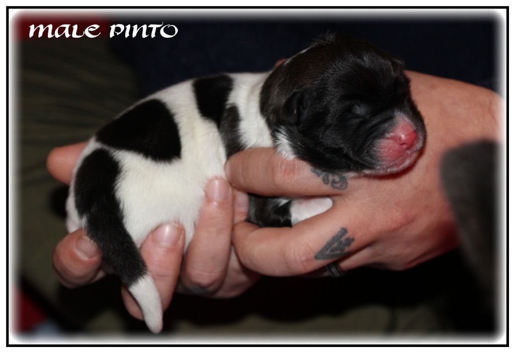 Krav Addict - Chiot disponible  - Akita americain