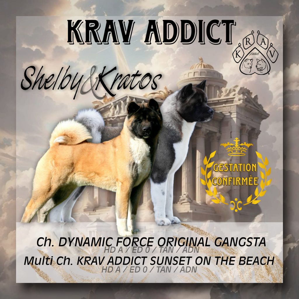 chiot Akita americain Krav Addict