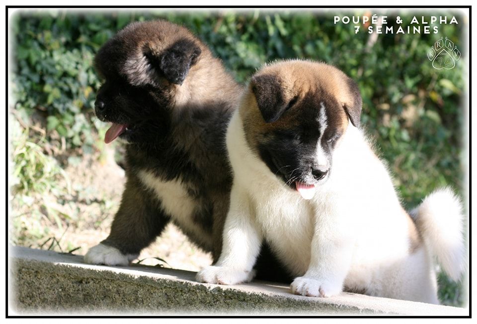 chiot Akita americain Krav Addict