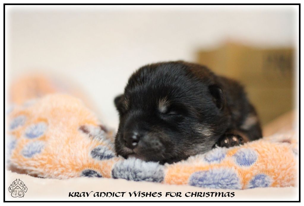 Krav Addict - Chiot disponible  - Shiba