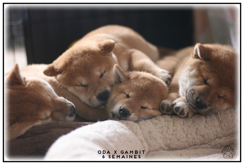 chiot Shiba Krav Addict