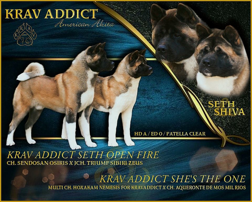 chiot Akita americain Krav Addict