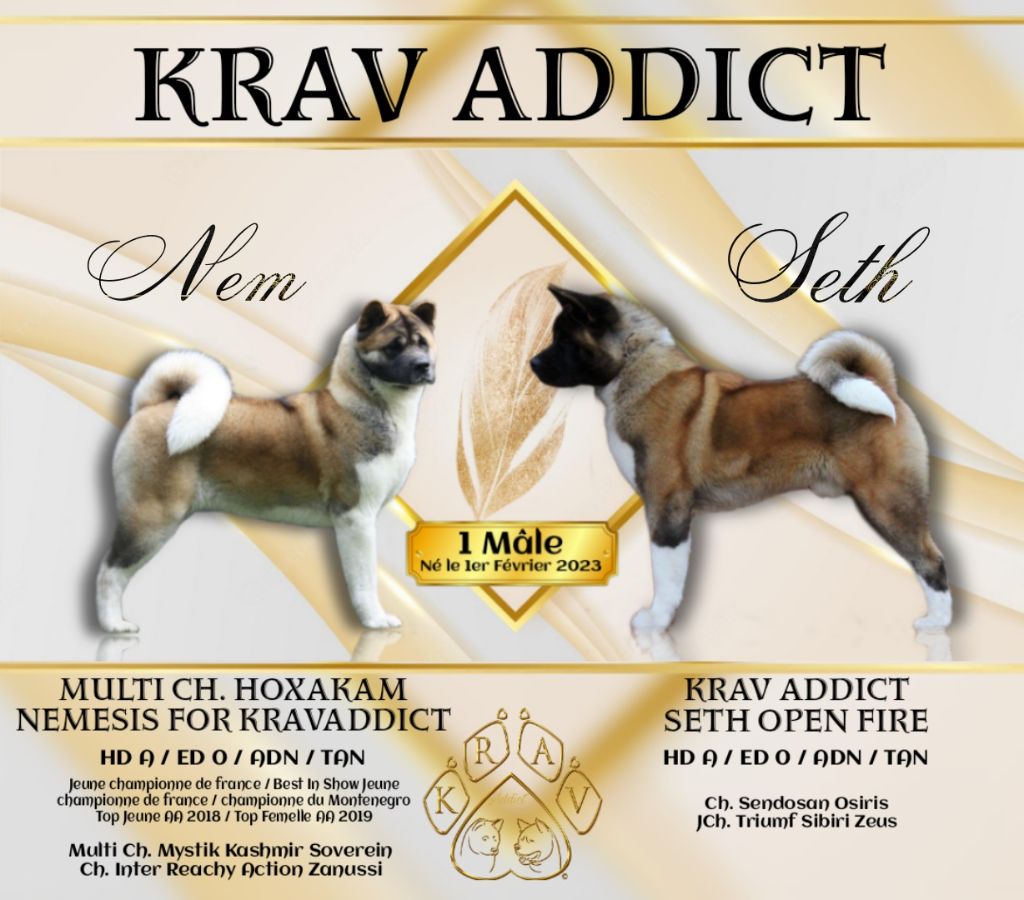 chiot Akita americain Krav Addict