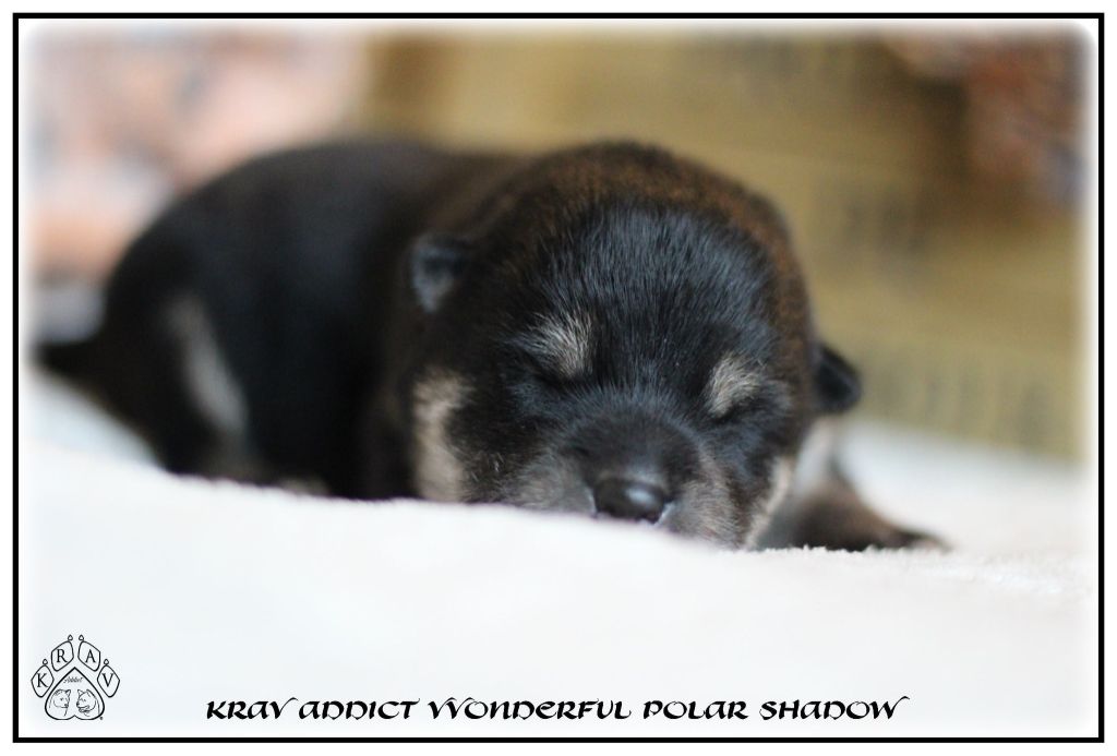 Krav Addict - Chiot disponible  - Shiba