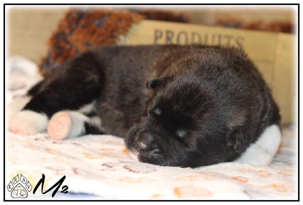 Krav Addict - Chiot disponible  - Akita americain