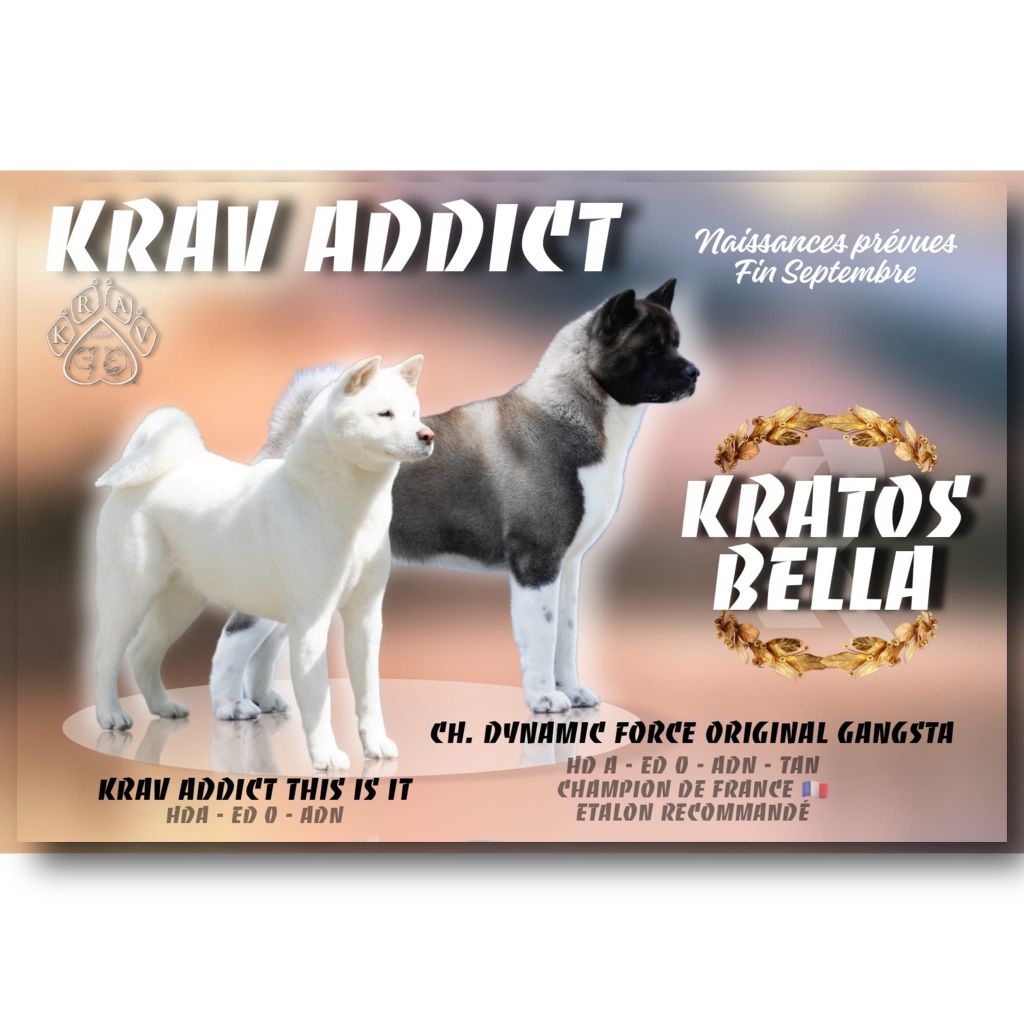 chiot Akita americain Krav Addict