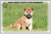 KRAV ADDICT SKITTY CUTE HOXAKAM