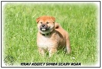 KRAV ADDICT SIMBA SCARY ROAR