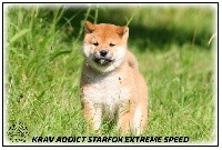 KRAV ADDICT STARFOX EXTREME SPEED