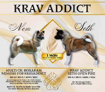 Krav Addict - Akita americain - Portée née le 01/02/2023