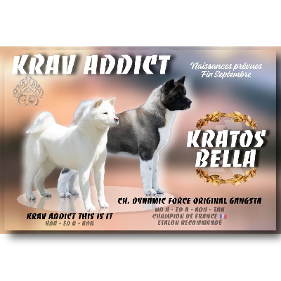 Krav Addict - Akita americain - Portée née le 28/09/2024