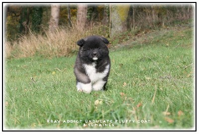 UNDULATE FLUFFY COAT