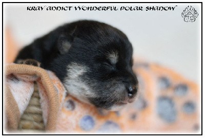 VVONDERFUL POLAR SHADOW