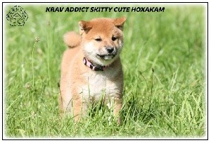 KRAV ADDICT SKITTY CUTE HOXAKAM