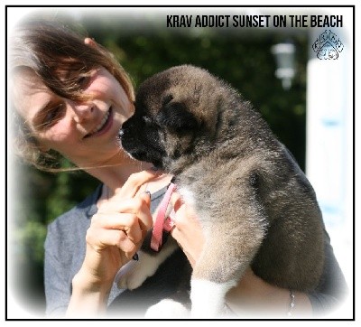 KRAV ADDICT SUNSET ON THE BEACH