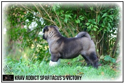KRAV ADDICT SPARTACUS'S VICTORY