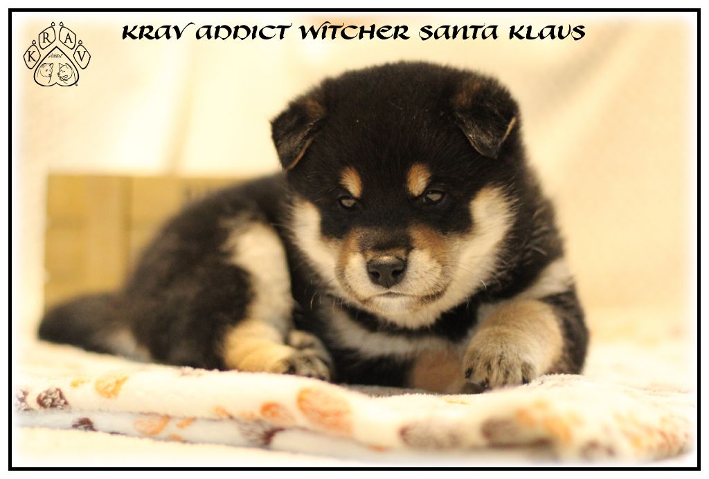 Krav Addict - Chiot disponible  - Shiba