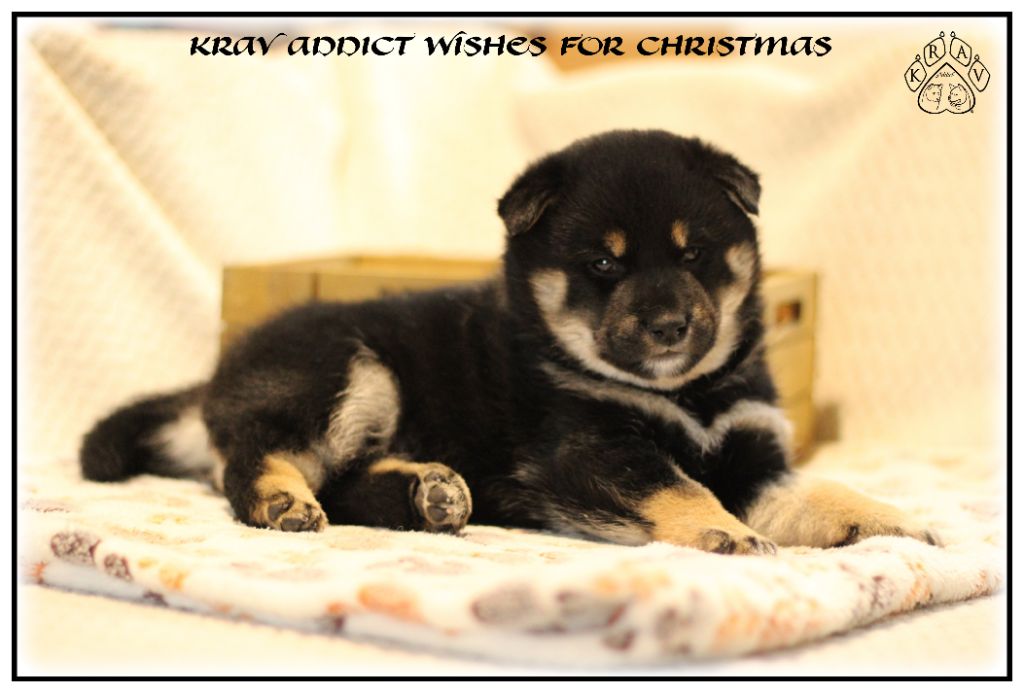 Krav Addict - Chiot disponible  - Shiba