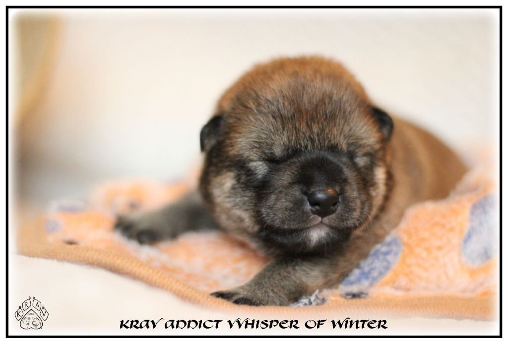 Krav Addict - Chiot disponible  - Shiba