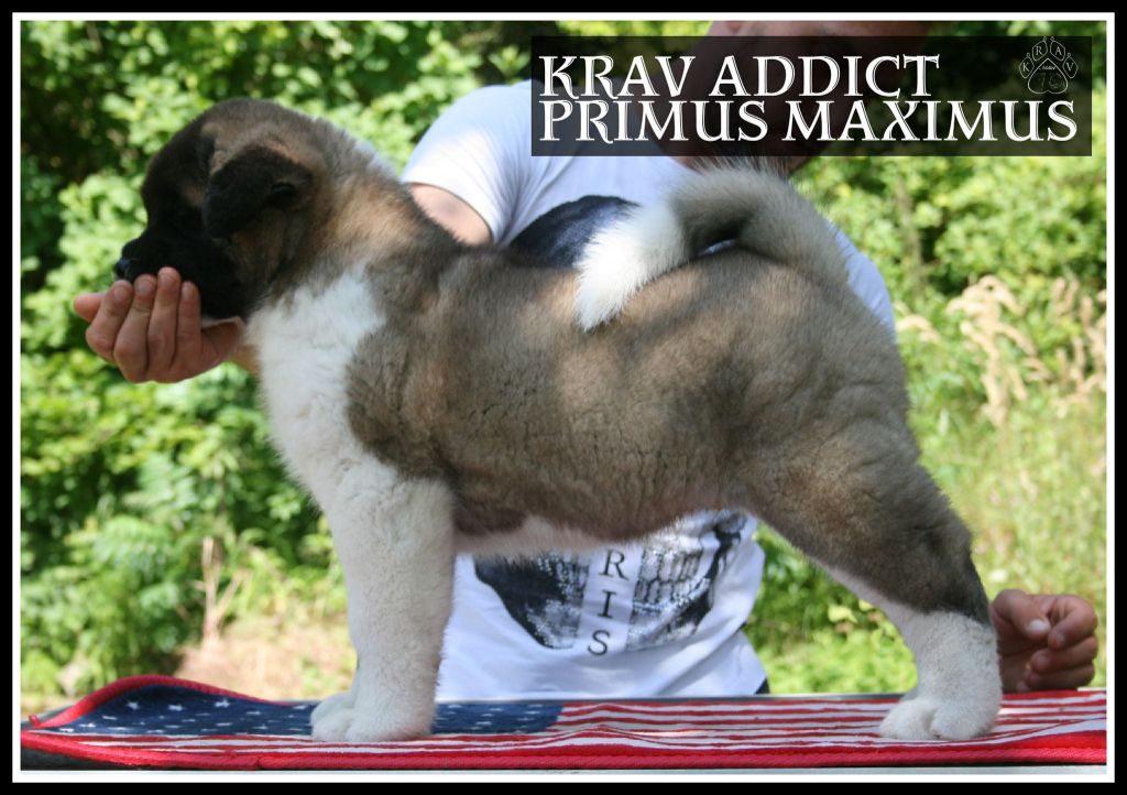 Krav Addict Primus maximus