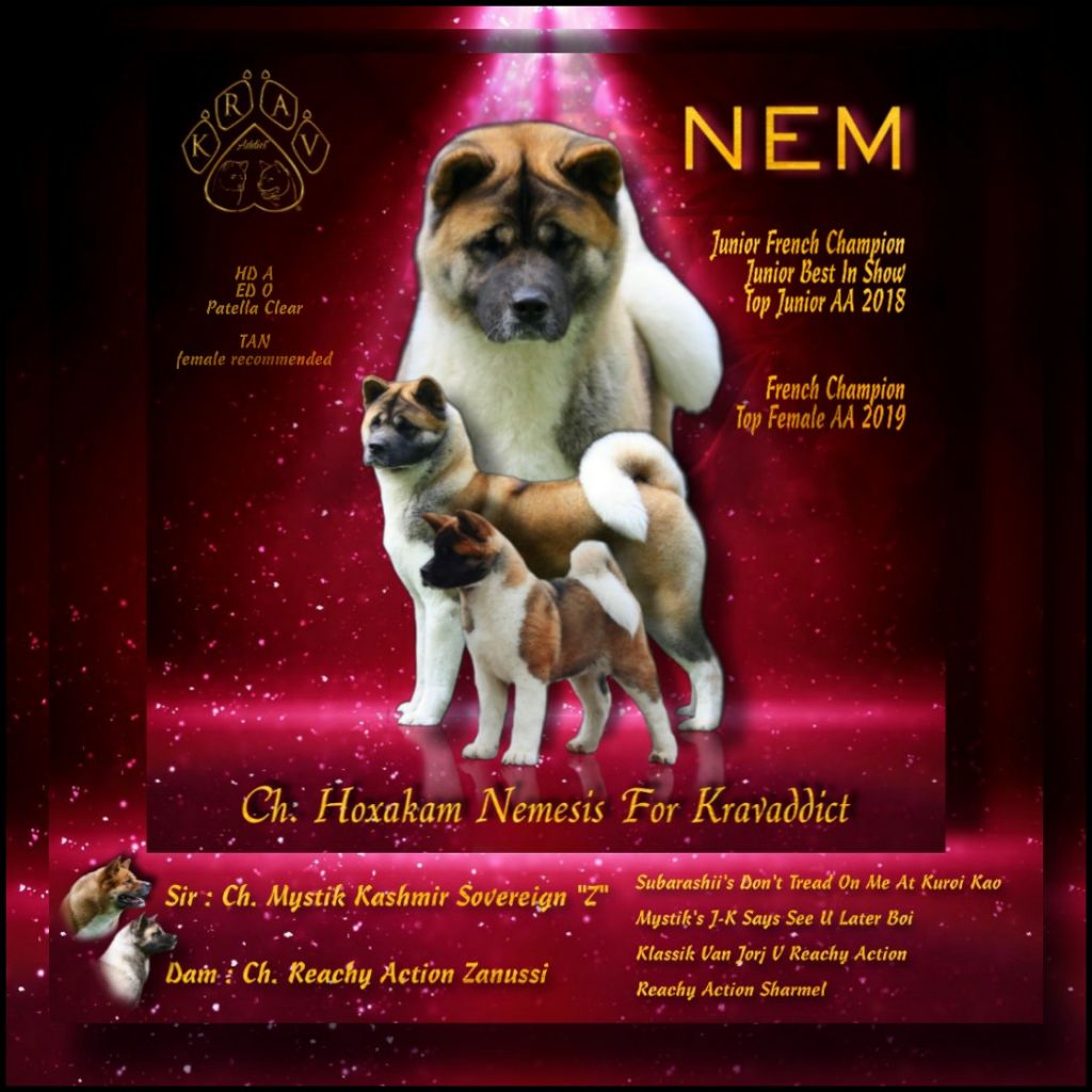 CH. Hoxakam Némésis for kravaddict