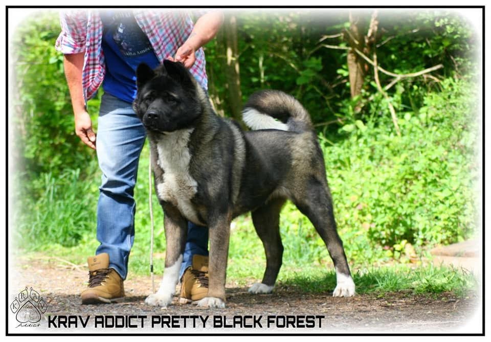 Krav Addict Pretty black forest