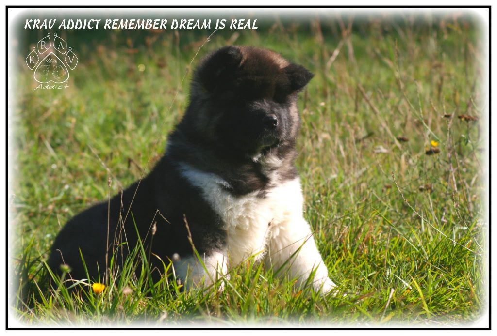 Krav Addict Remember dream is real