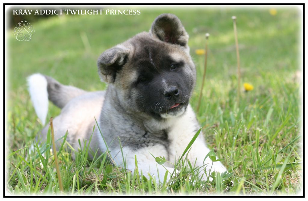 Krav Addict Twilight princess