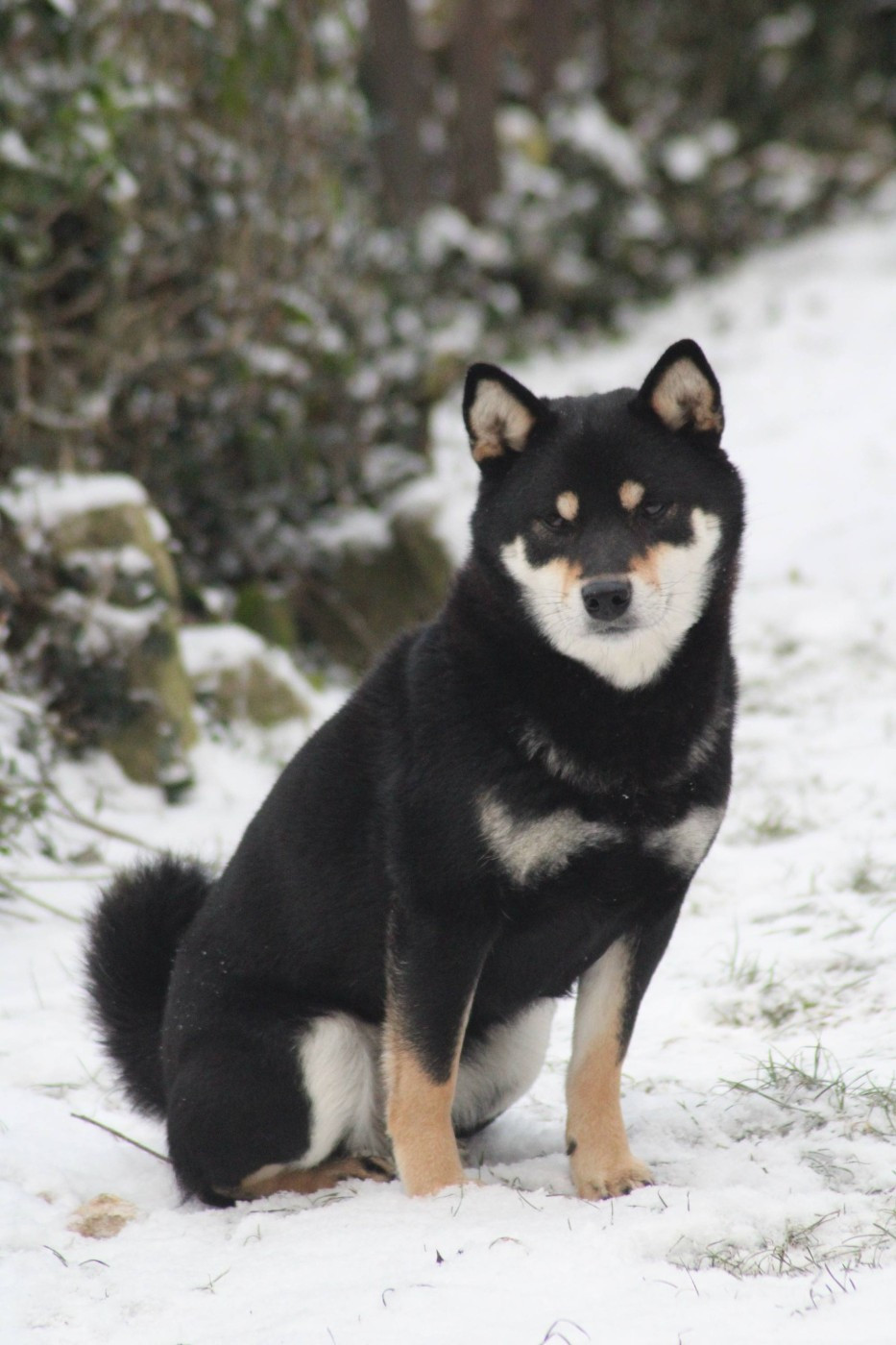 T'nakia Des Fideles Akita Ken