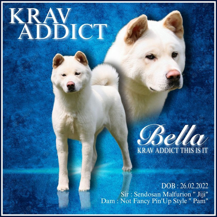 Krav Addict This is it