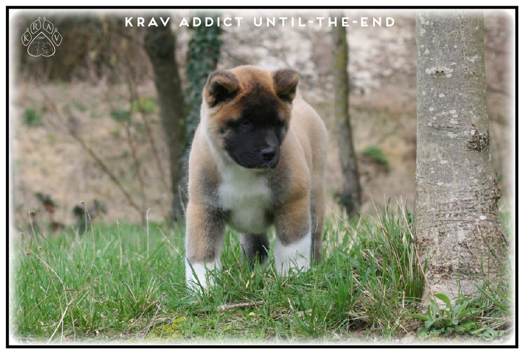 Krav Addict Until the end