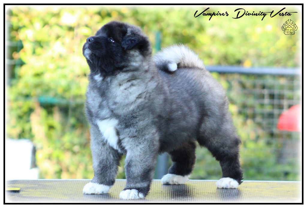 Krav Addict Vampire's divinity vesta