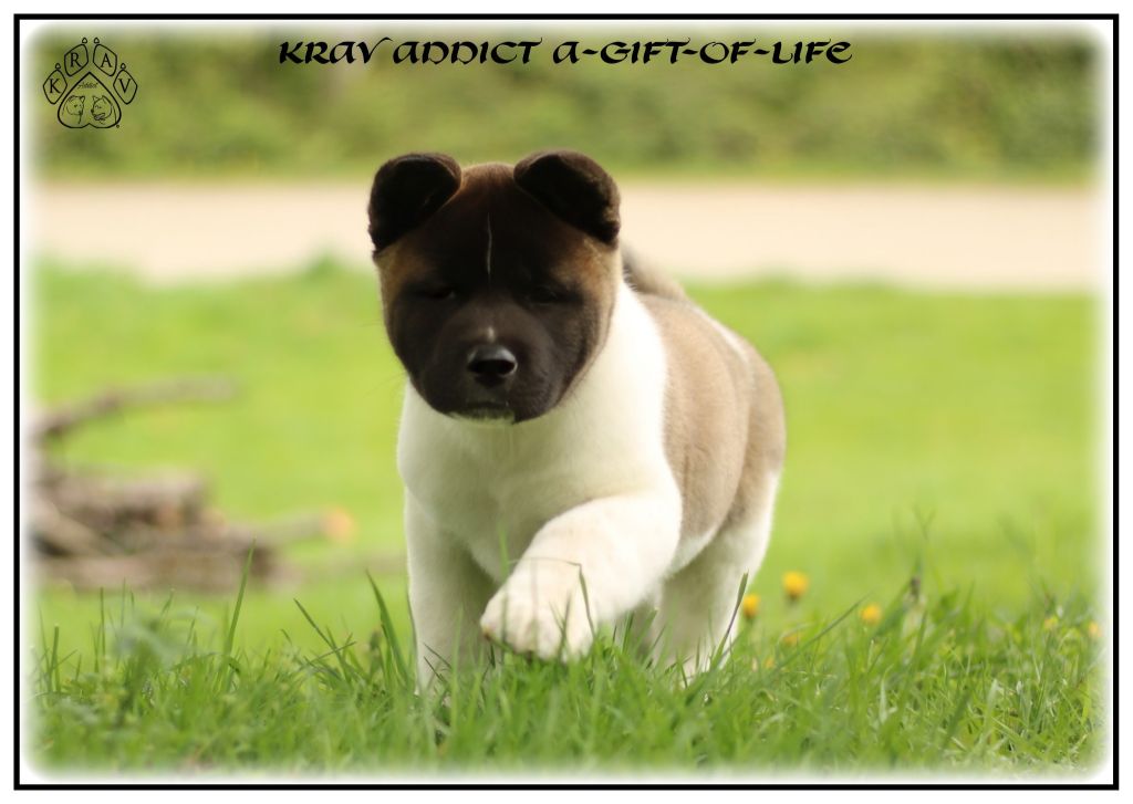 Krav Addict A-gift-of-life