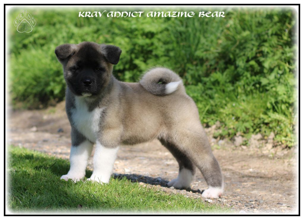 Krav Addict Amazing bear