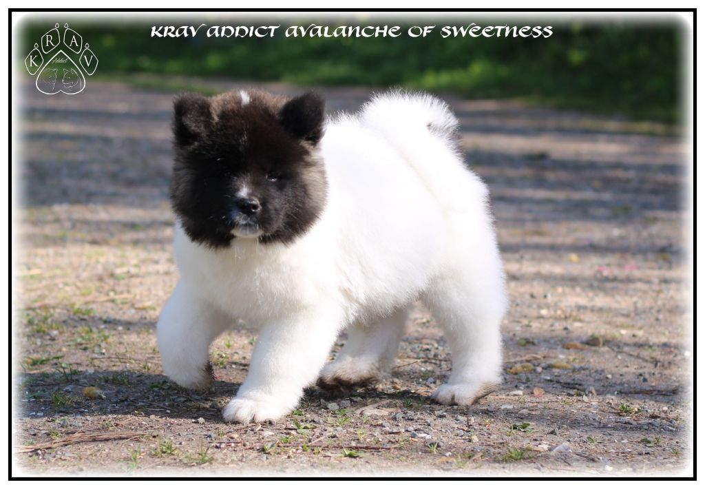 Krav Addict Avalanche-of-sweetness