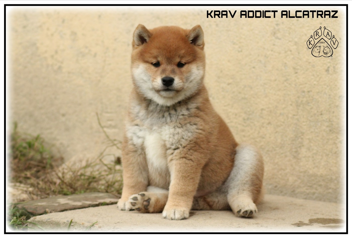 Krav Addict ALCATRAZ