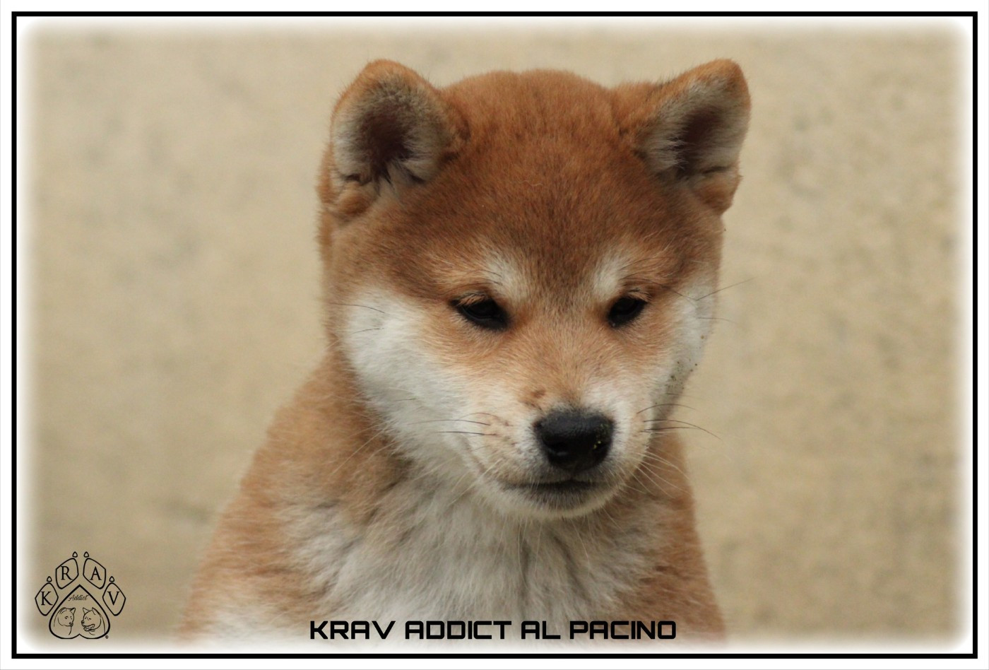 Krav Addict AL PACINO