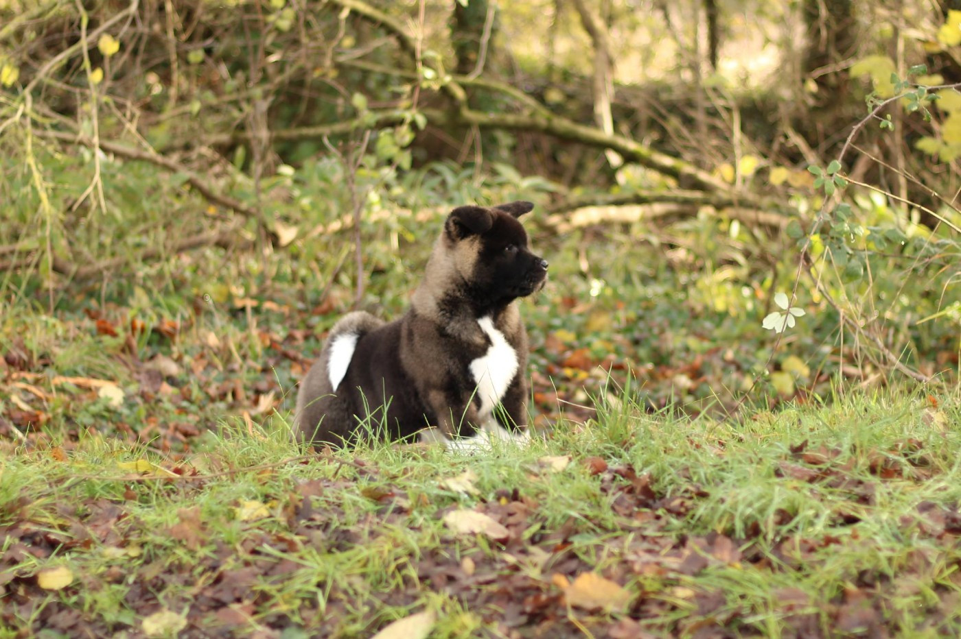 Krav Addict AFTER THE ECLIPSE