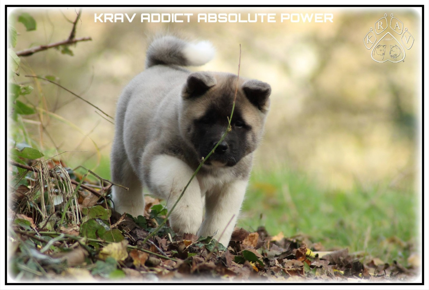 Krav Addict ABSOLUTE POWER