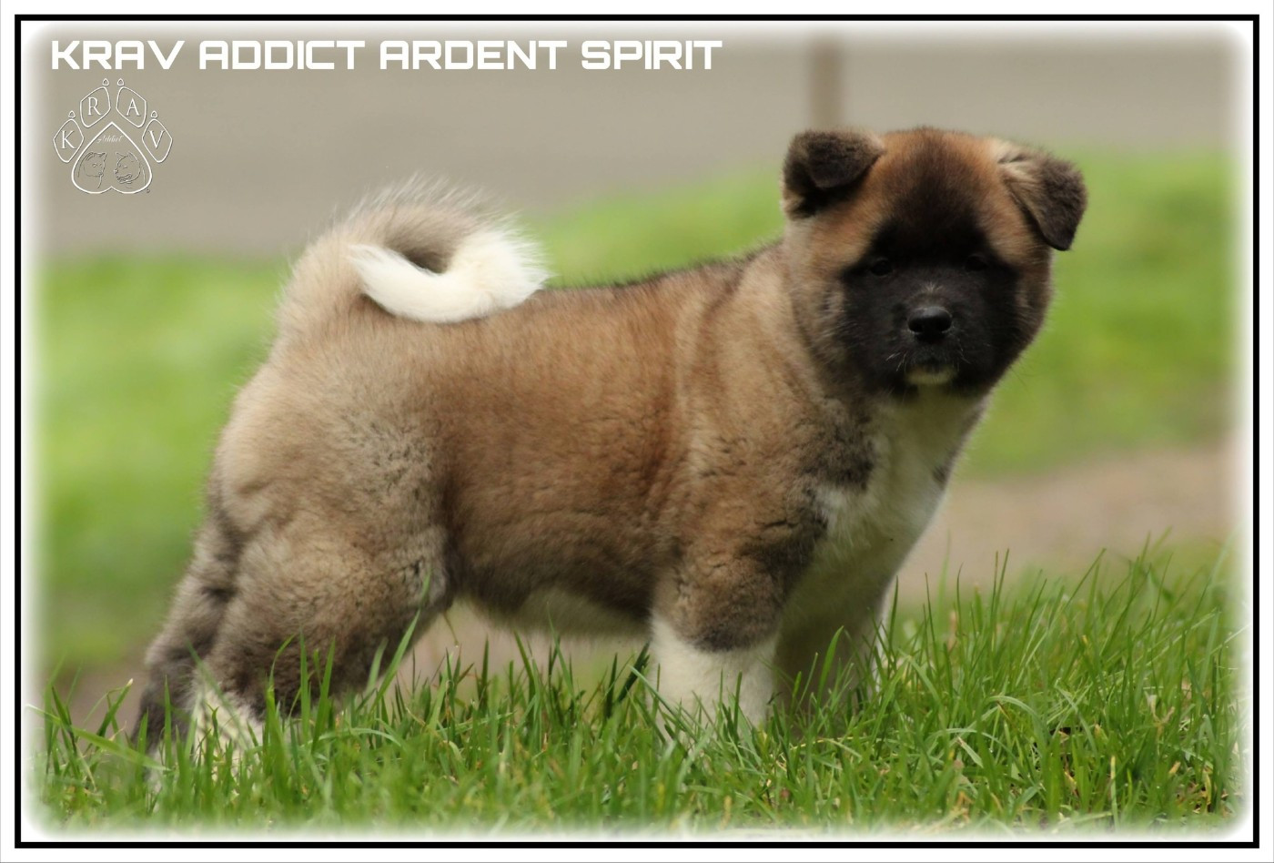 Krav Addict ARDENT SPIRIT