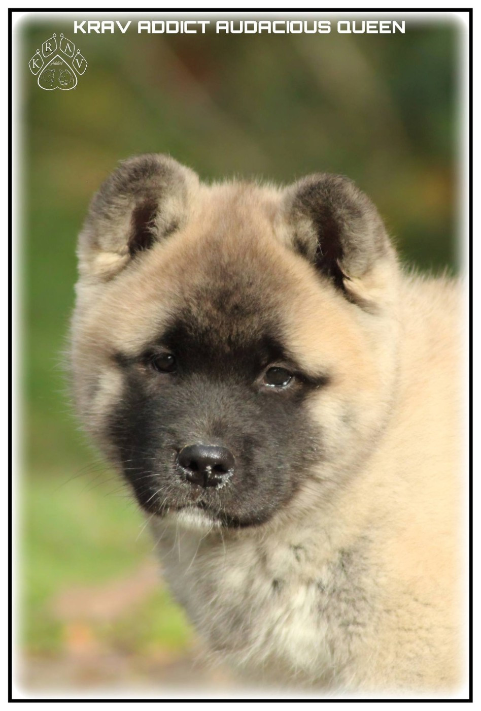 Krav Addict AUDACIOUS QUEEN