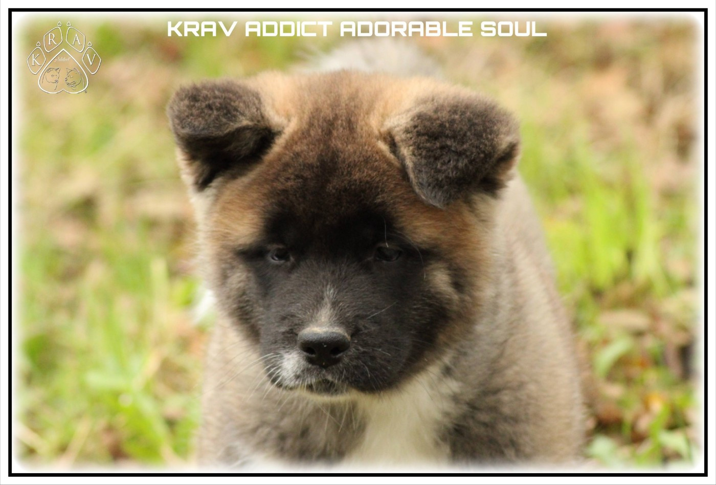Krav Addict ADORABLE SOUL