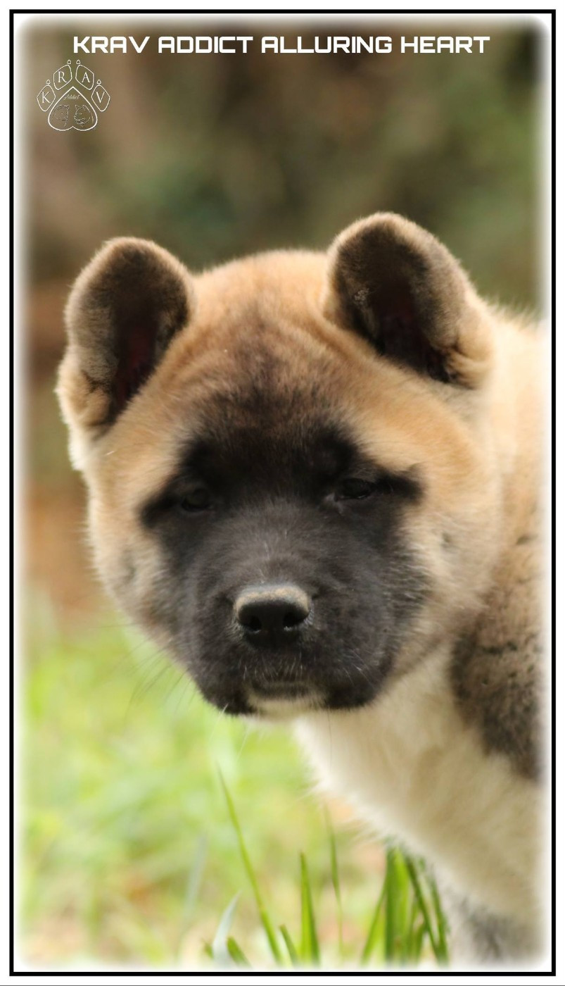 Krav Addict ALLURING HEART