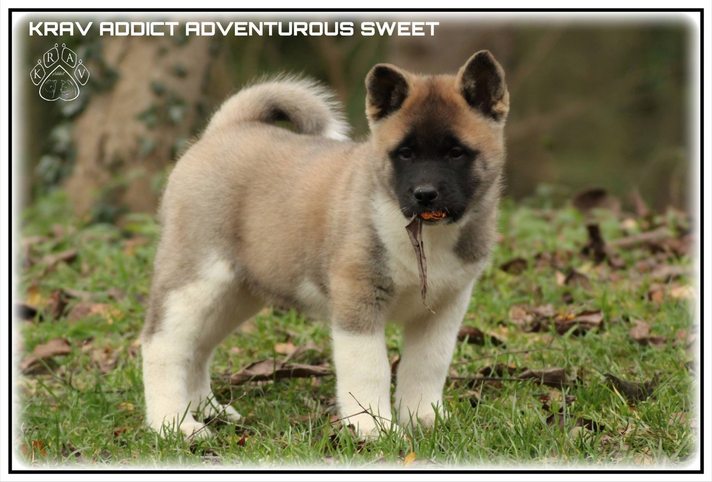 Krav Addict ADVENTUROUS SWEET